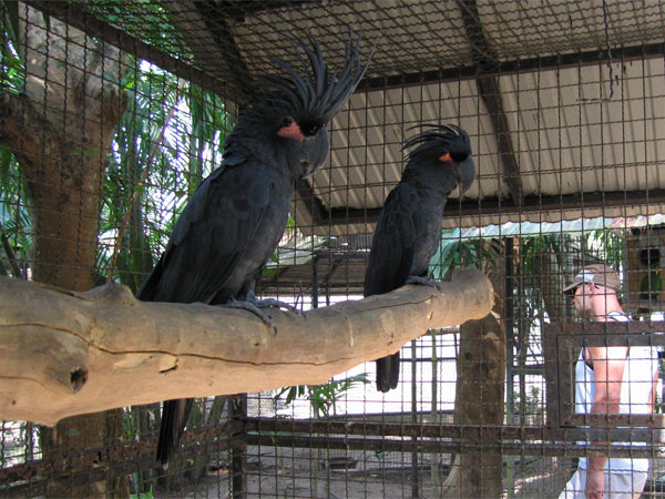 Попугаи из зоопарка на Пхукете