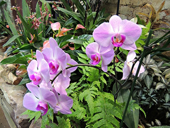 Фестиваль орхидей, хищных растений и суккулентов 'Тропическая зима'