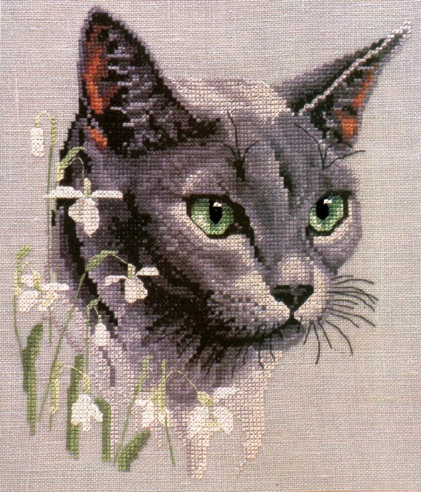 Какие глазищи!. Симпатичные коты...ИМХО