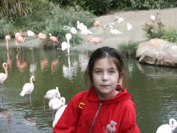 в зоопарке. голландия