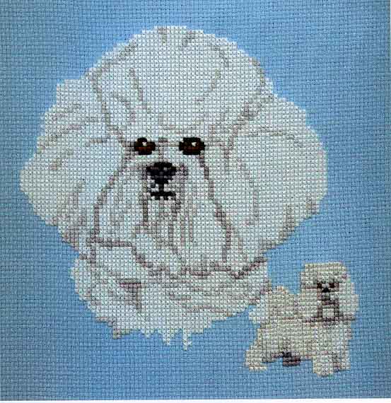 BichonFrise
