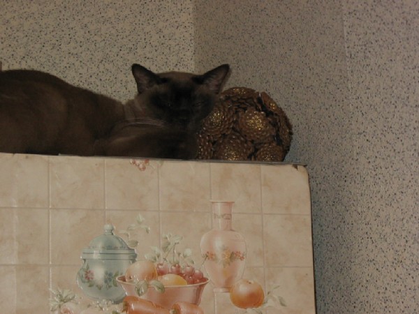 и еще сладкие сны на мягкой подушке :). разное фото 