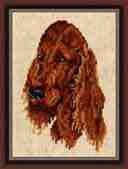 irish setter