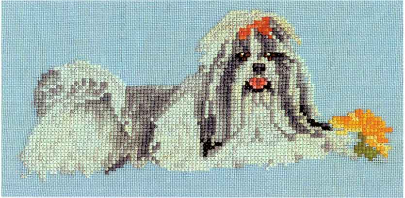 ( pronounced shid.zoo)