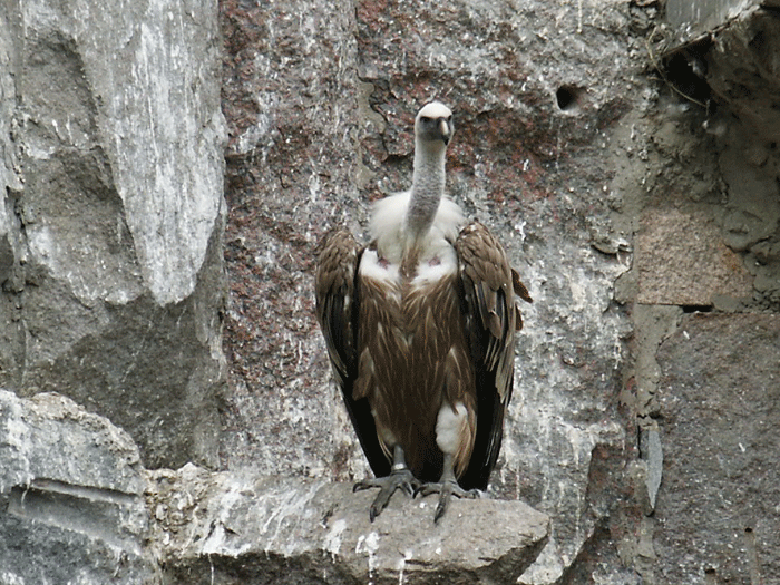 звери-снимает Вера
