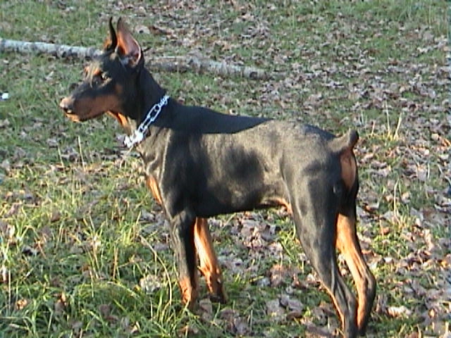 4 октября 2003г. Питомцы