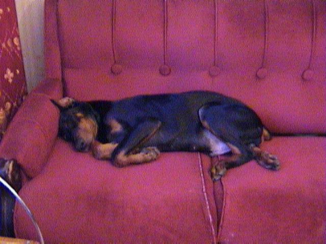 Фрэнк 8 сентября. Питомцы