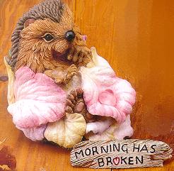 Мои Ежики (My hedgies)