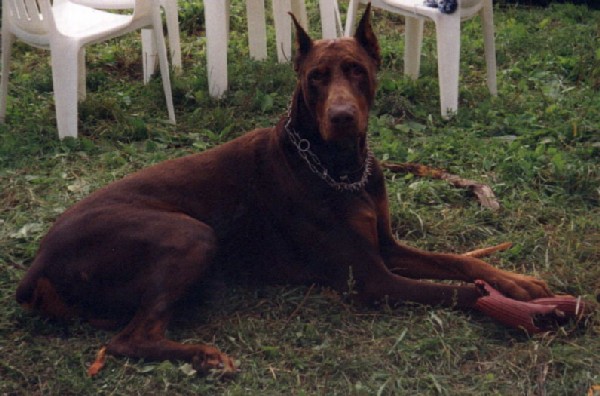 Рэй. Питомцы