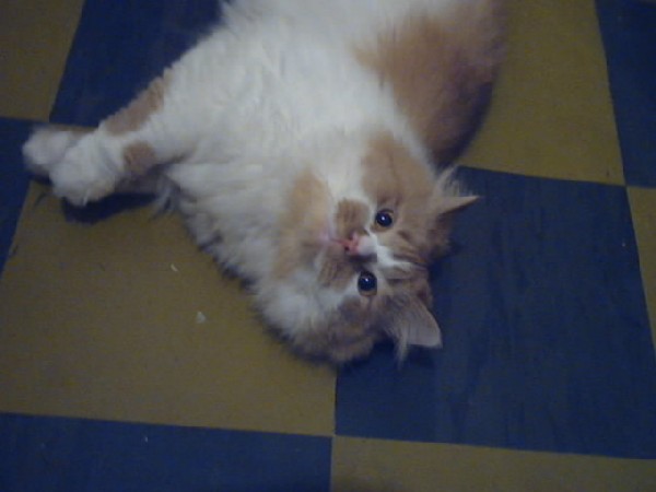 Это Филимон. Мои котики