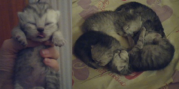 Малышня. Мои котики