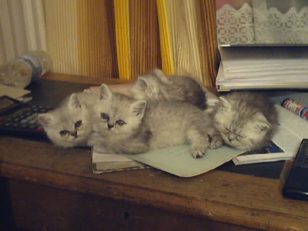 А вот нам уже 2 месяца. Мои котики