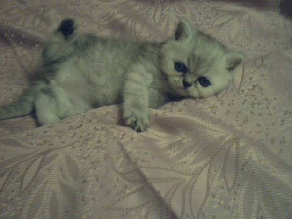 Белочка. Мои котики