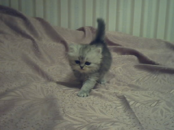 Пушистик. Мои котики