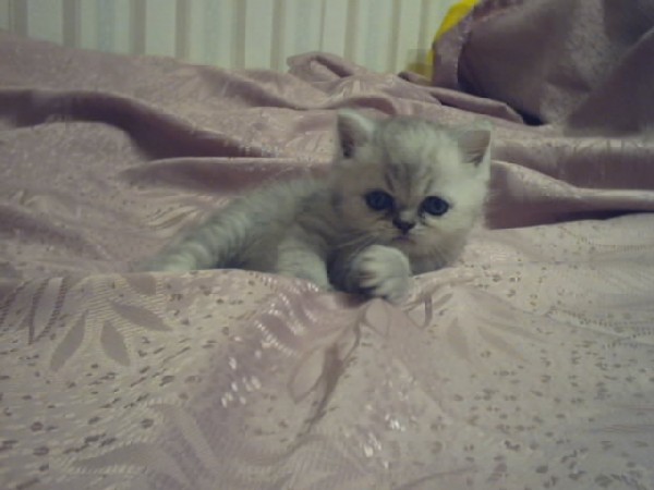 Ирочка. Мои котики