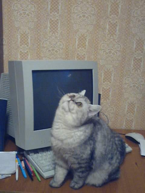 Люси. Мои котики