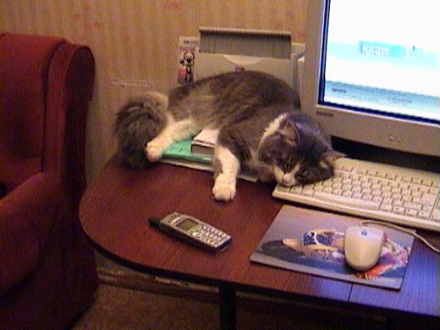 Любимое место. Питомцы