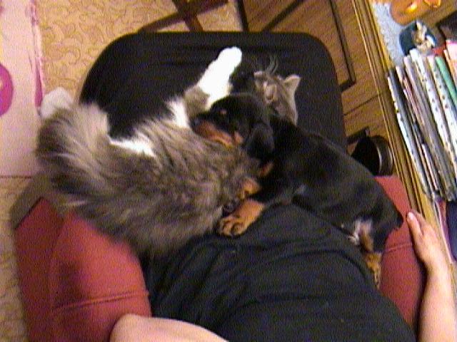 Сладкая парочка. Питомцы