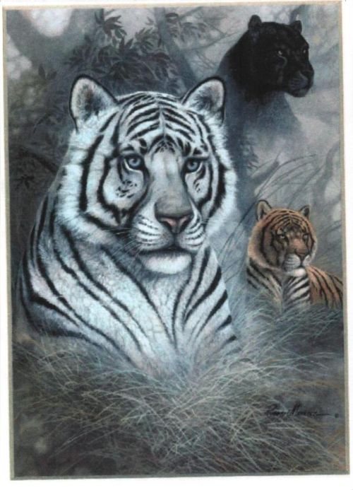 tiger. Фотки с удаленных рег