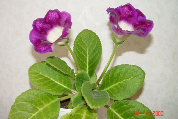 Глоксиния Tigrina Blue. Мои цветочки