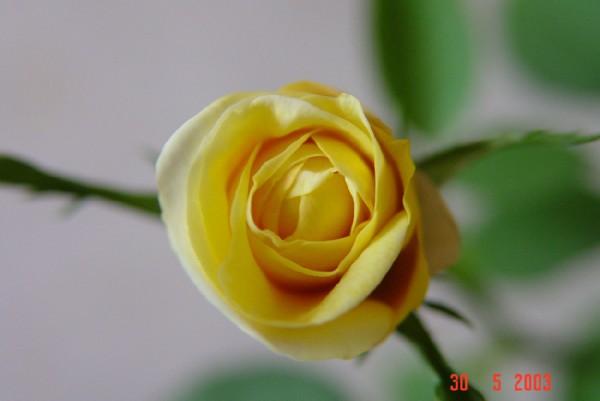 Жёлтая комнатная роза. Мои цветочки