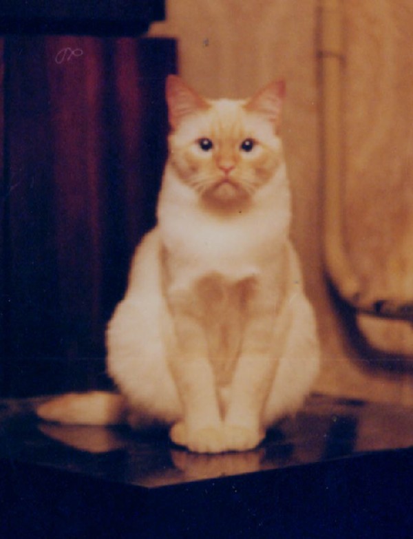 Мой котик. Фотки с удаленных рег