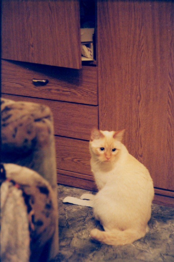 Персей паясничает. Фотки с удаленных рег