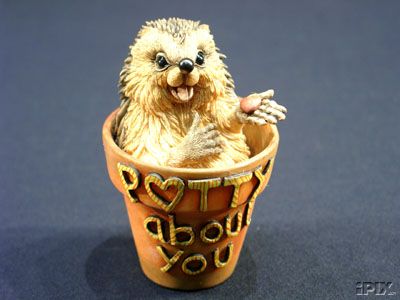 Мои Ежики (My hedgies)