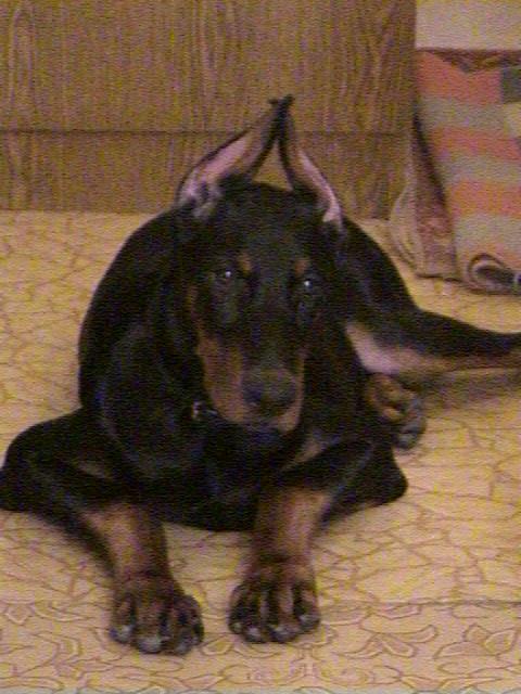  Фрэнки. Питомцы