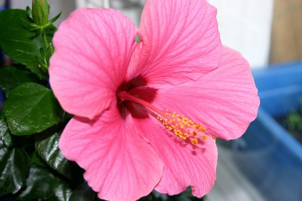 Гибискус в другом ракурсе. Цветы