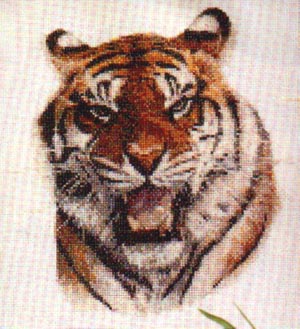 Photo. Tiger 4