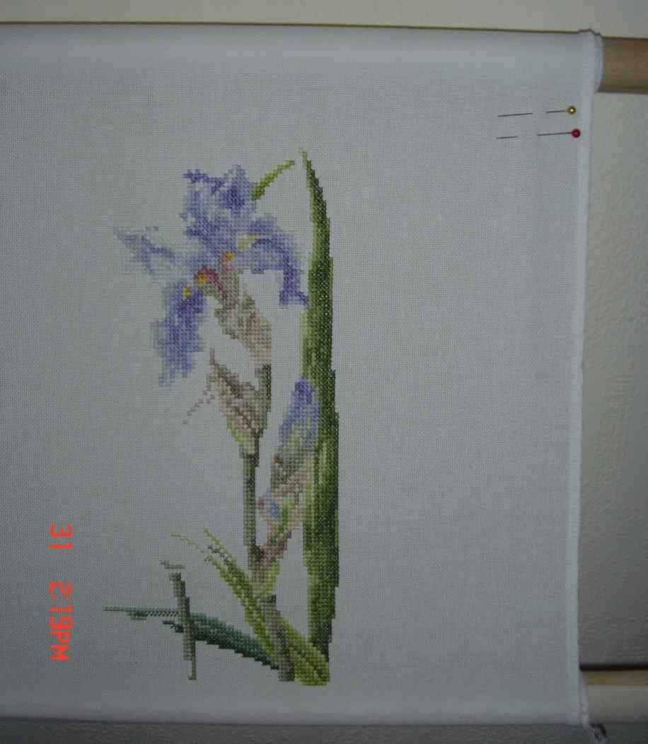 Ирисы из Идей Сьюзанн. Фотки с удаленных рег