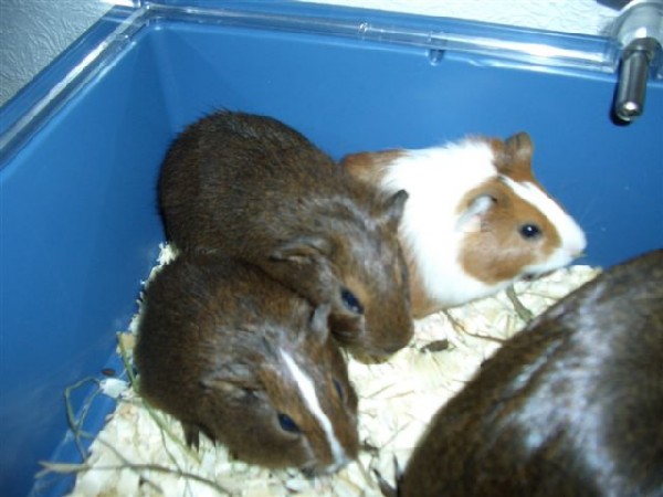 Мой Кузя :). Звери мои :))