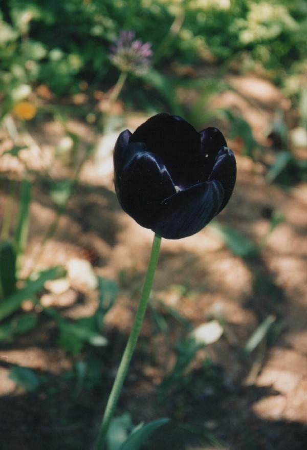 Черный тюльпан видео. Черный тюльпан. Черные тюльпаны Эстетика. Тюльпан черный принц. Черный тюльпан цветок.