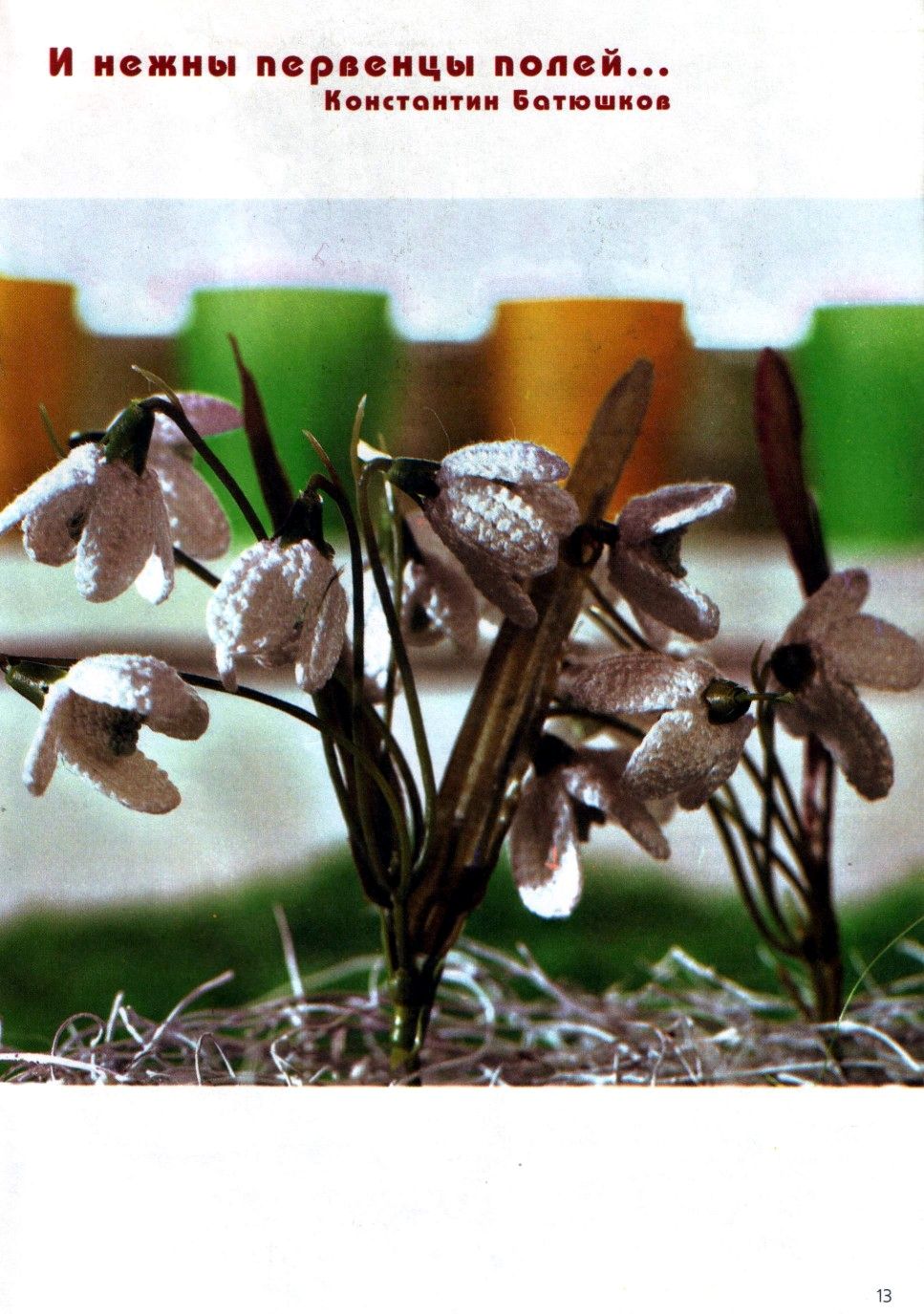 Цветы, которые никогда не завянут