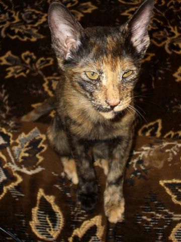 Девочка Бетя (04-04). Разные звери