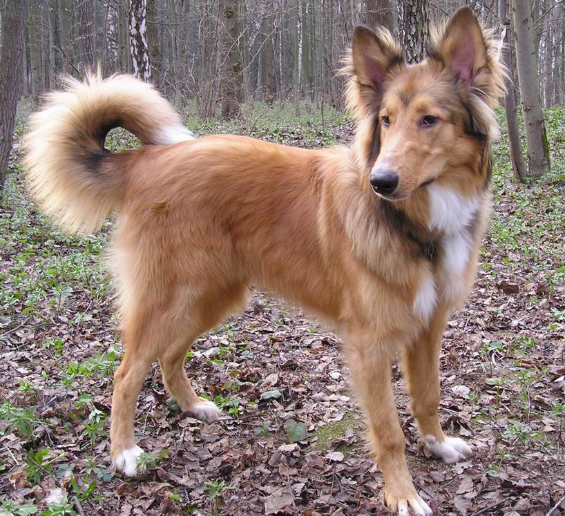 домашний зоопарк