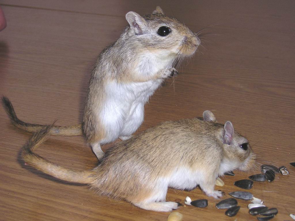 домашний зоопарк