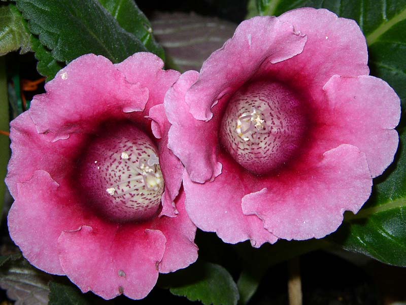 Розовая Аванти F1. Глоксинии