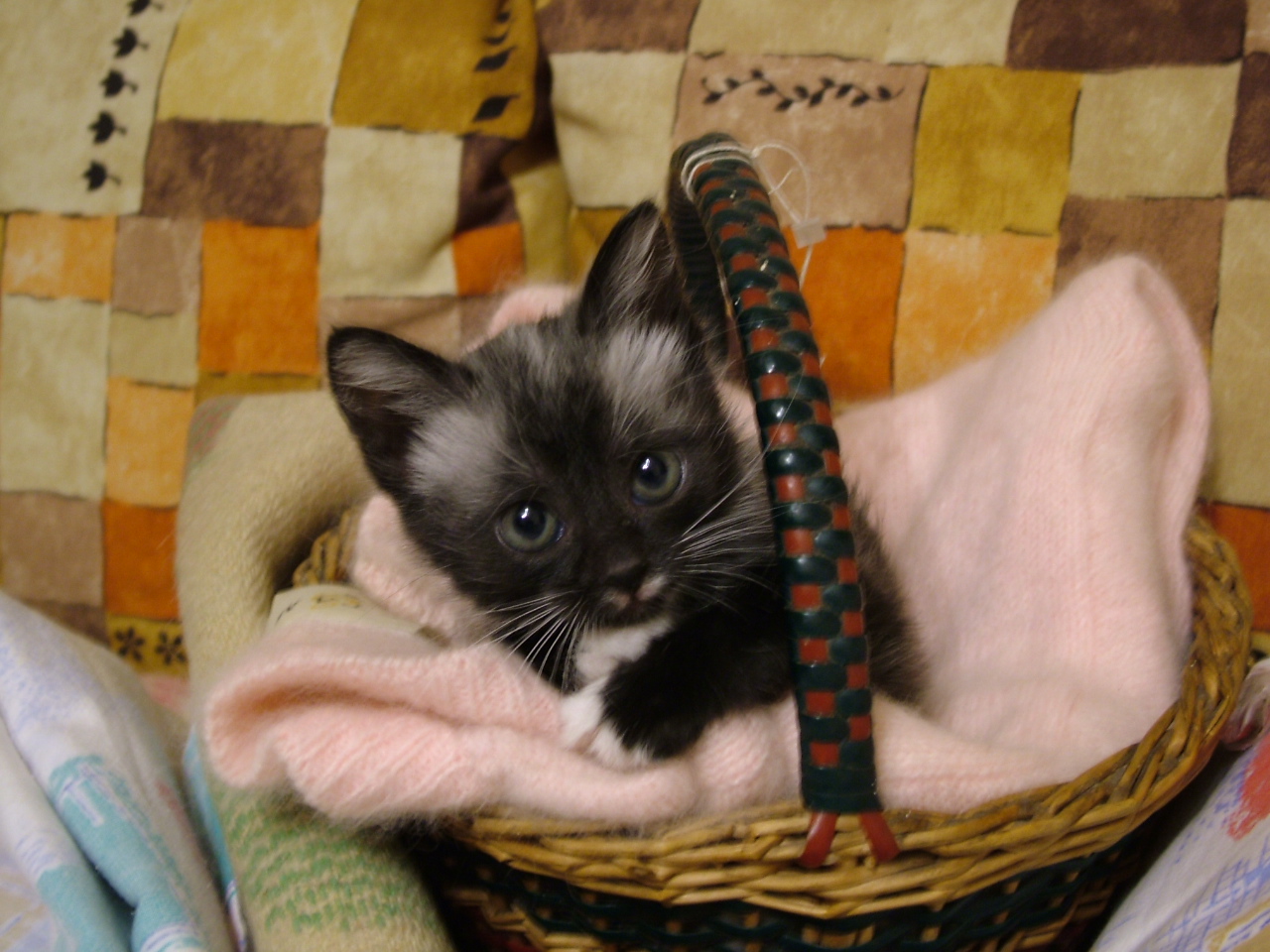 Кошачья красавица