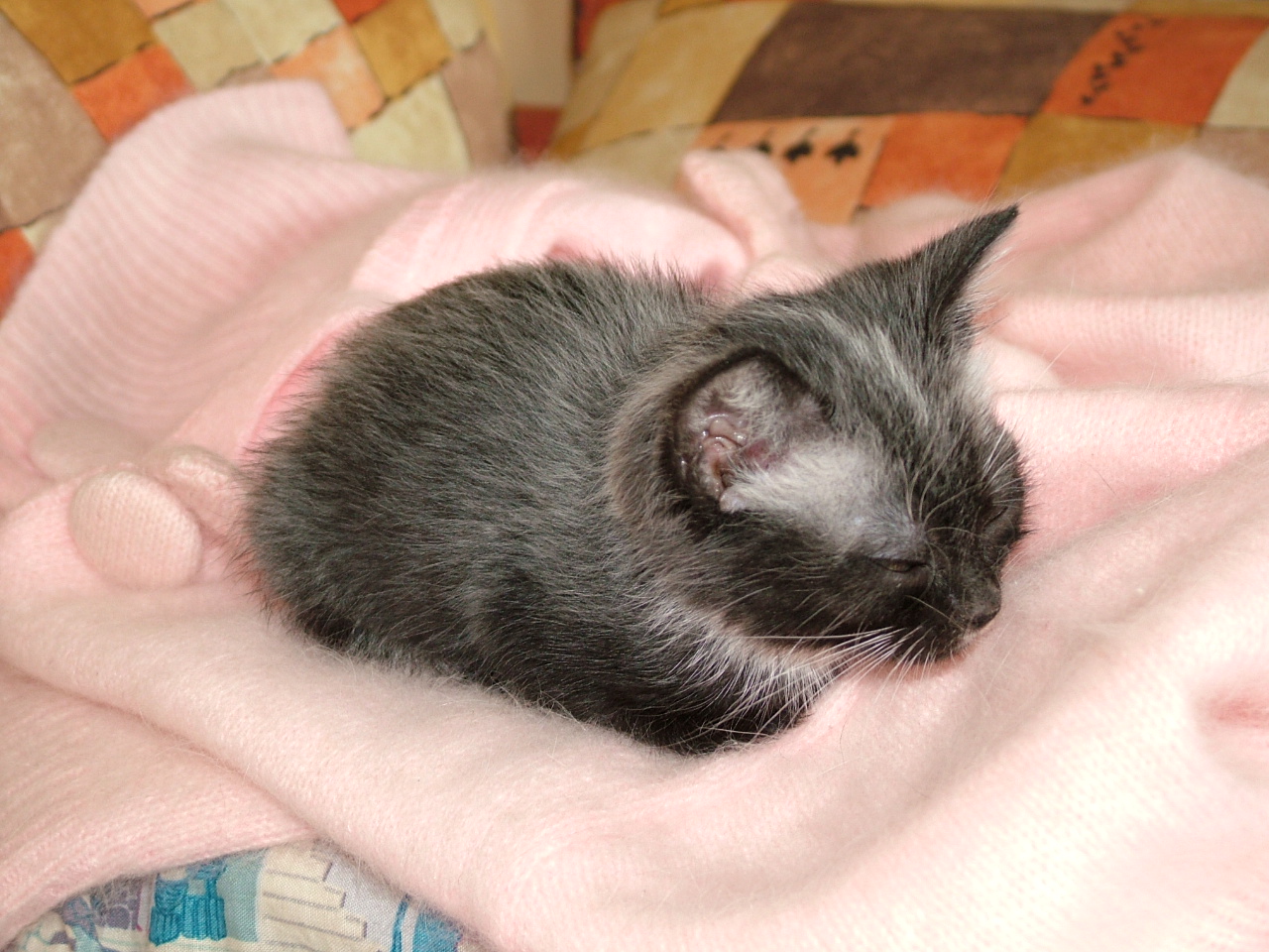 Кошачья красавица