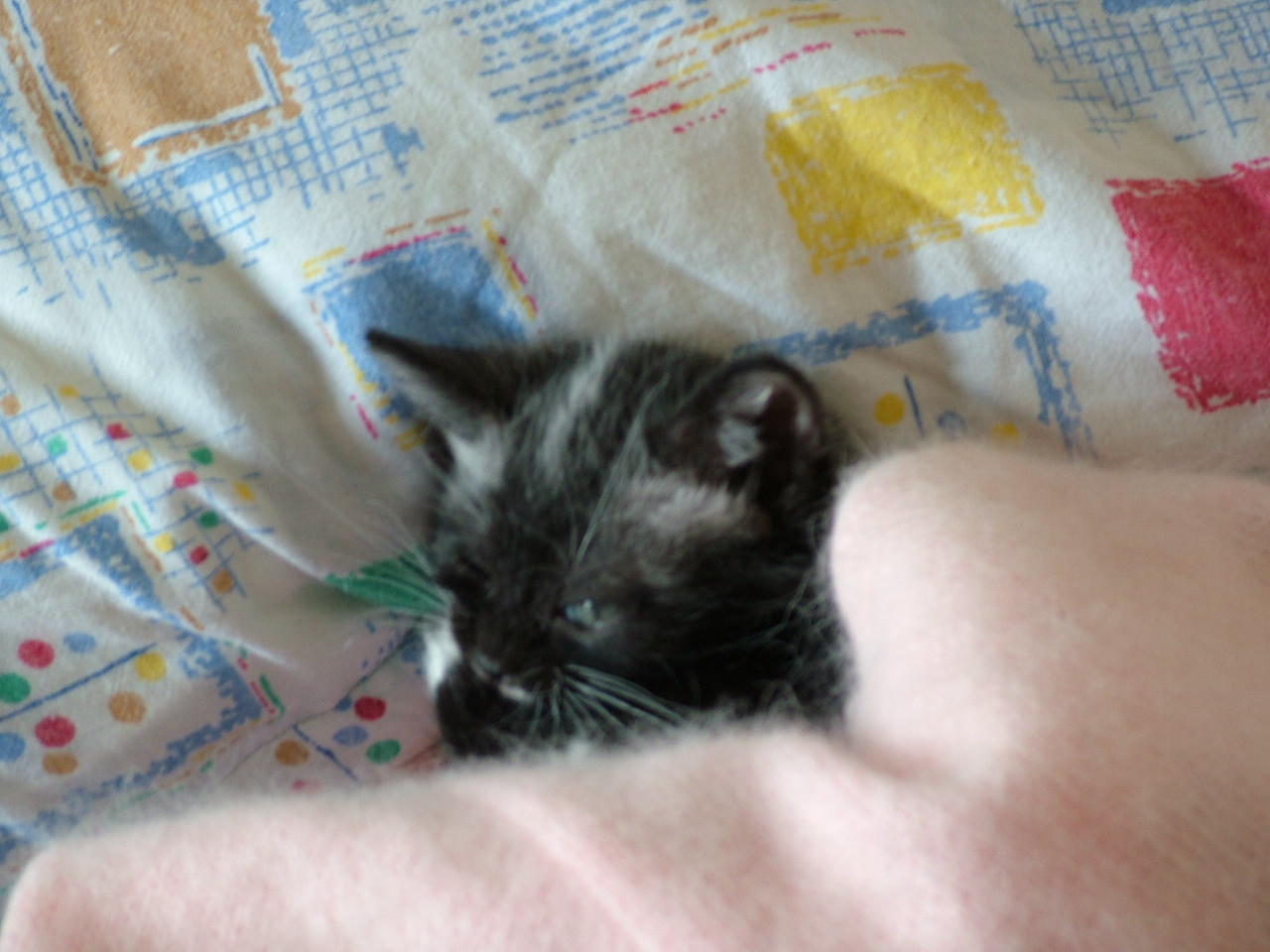 Кошачья красавица