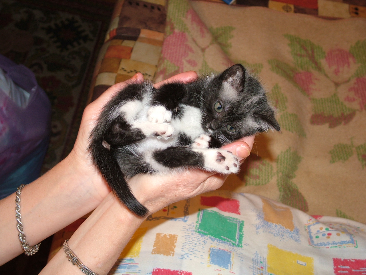 Кошачья красавица