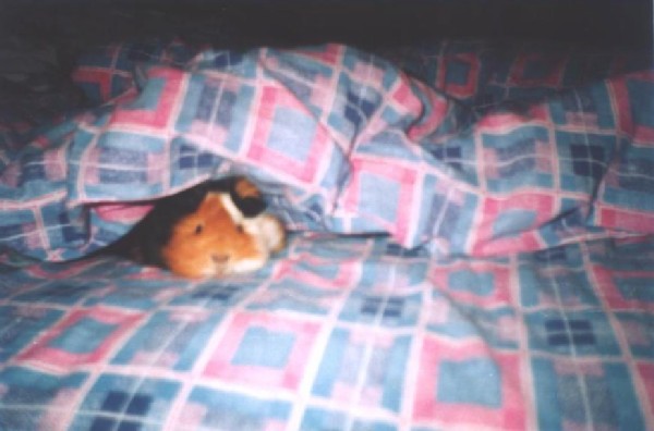 Памяти моего маленького Хрюши.. Звери мои :))