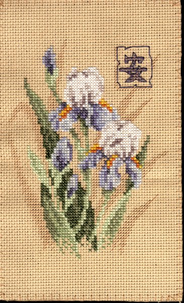 Oriental Iris (без бэкстича). Oriental Iris DMS 6869