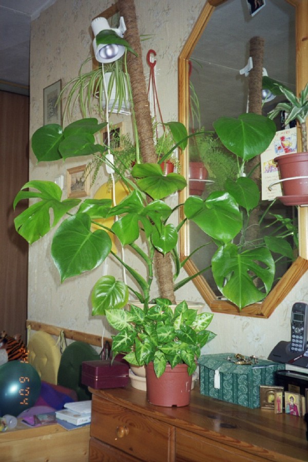 Это мой монстрик. Цветы