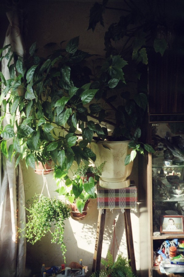 Гибискус. Цветы