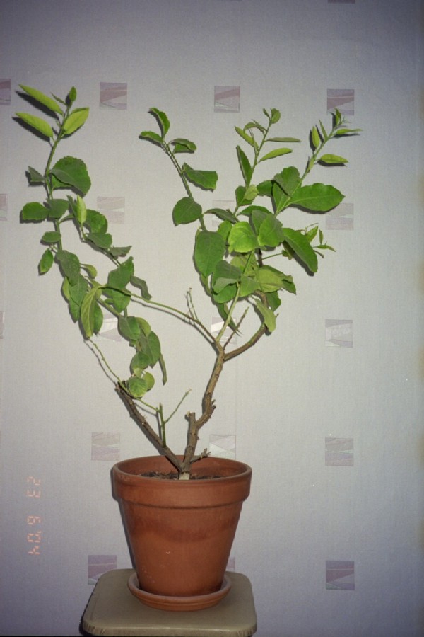 Лимон. Цветы