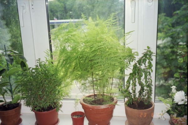 Фикус, аспарагус, мирт. Цветы