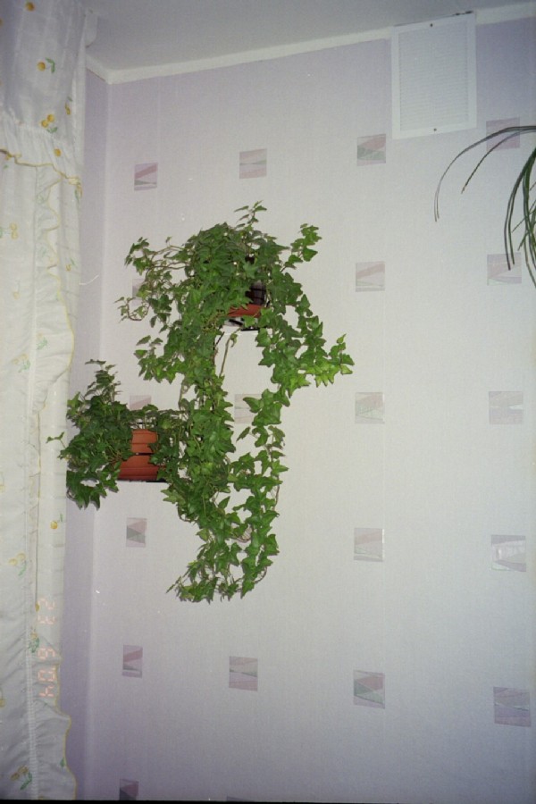 Плющики. Цветы